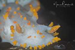 Clown Nudibranch by Mario Robillard 